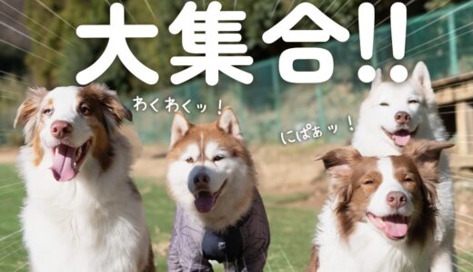 ドッグランで子供みたいにはしゃぐ大きい犬達が可愛すぎる！！【ボーダーコリー・オーストラリアンシェパード・シベリアンハスキー】