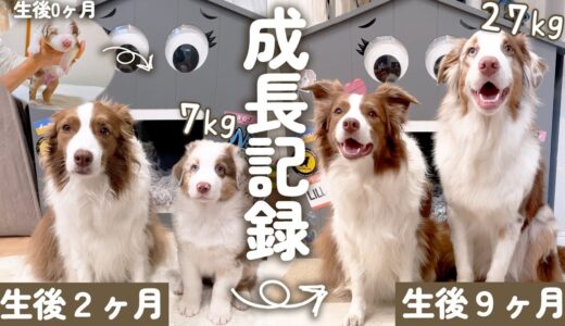 【成長記録】先住犬と奇跡的な出会いをしたオーストラリアンシェパード！！生まれてから生後9ヶ月までの心温まる記録✨