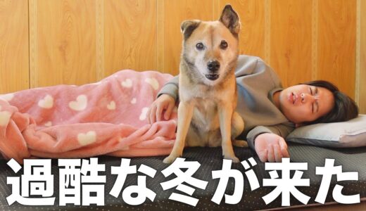 長年外飼いだった雑種犬コロちゃんが飼い主から離れなくなりました…