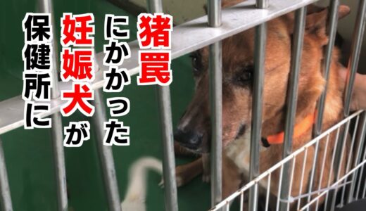 猪罠にかかった妊娠犬が保健所に…その３年後の姿に涙が止まらない #保護犬 #animalrescue #lovedogs