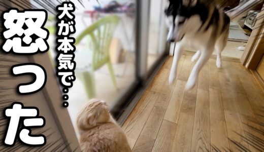 初めて本気で犬に叱られたら猫がまさかの...