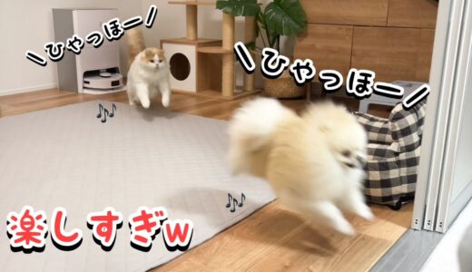 深夜の猫と犬のテンションが迷惑だけどかわいすぎましたw