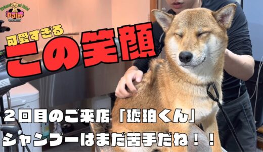 まだまだシャンプーは苦手な柴犬の２回目噛み犬トリミング！！