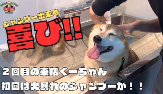 ２回目の柴犬シャンプーの気持ちよさを知る【噛み犬トリミング】