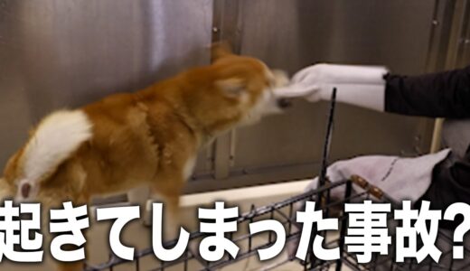 【危ない】愛護センターに犬を助けに行ったら噛まれました