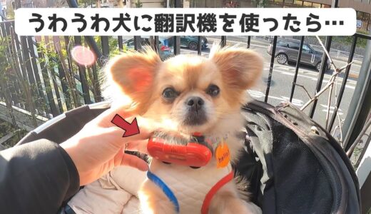 犬の翻訳機で愛犬の鳴き声を解読してみた結果…【うわうわ犬】