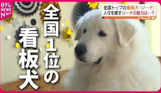 【大人気】まっ白でふわふわ！看板犬”ジーナ”が愛される理由　福島　NNNセレクション