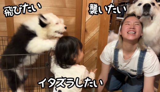 【モーニングルーティン】超大型犬と赤ちゃんと子犬との毎朝がハードすぎるw｜グレートピレニーズ