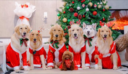 新居での初クリスマス🏡🎄 犬たちが新しい服を着て大喜び！可愛いワンコたちの幸せなクリスマス🐾❤️