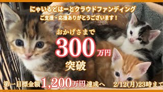 【リアル犬猫保護活動】にゃいるどはーと がライブ配信中！