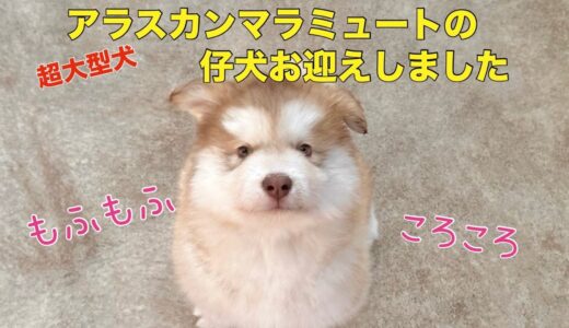 アラスカンマラミュートパピー もふもふ子犬 お迎えしました！超大型犬 alaskan malamute puppy