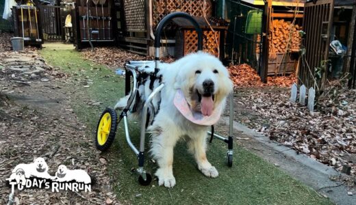 犬用車椅子で歩く練習を始めたルンルンです　Great Pyrenees　グレートピレニーズ