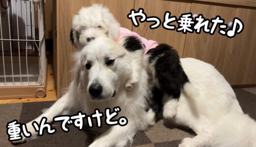 【ついにw】超大型犬の上に完全に乗っちゃった生後２ヶ月の子犬がこちらです｜グレートピレニーズ