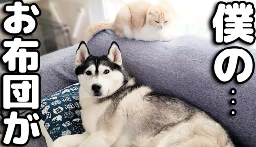 トイレから戻ると犬にお布団を取られちゃった猫の反応がこちら...