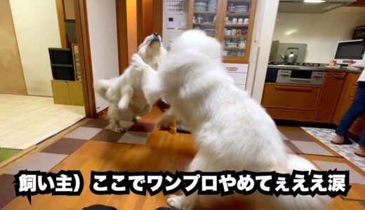 性格真逆の超大型犬が家の中で大変でした【大暴れ編】