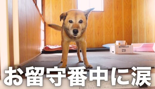 リフォームしたお部屋で雑種犬コロちゃんを隠し撮りしたらこうなりました