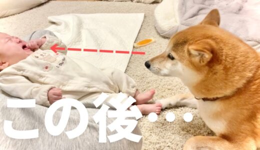 泣いた赤ちゃんを見事あやしてしまう我が家のベビーシッター犬