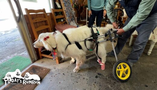 犬用車椅子をオーダーメイドしてきたルンルンです　Great Pyrenees　グレートピレニーズ