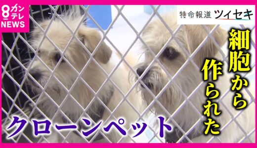 【クローン犬】“死んだ愛犬の細胞”から作られた、そっくりな犬…「クローンペット」が中国で増加　優秀な犬のクローン犬は「500万円以上」にも【関西テレビ・アーカイブ】