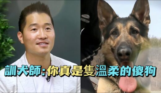 退役軍犬被收養後竟出現了嚴重的心理問題，訓犬師不僅用另類手段治愈了它，還為它現場搞起了相親節目