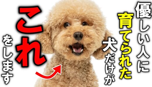 優しい人に育てられた犬だけが見せる行動10選