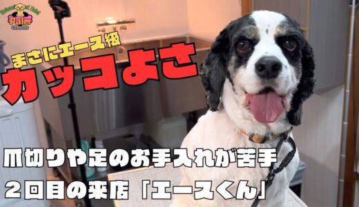 爪切り嫌い！噛み犬トリミング２回目のアメリカンコッカー