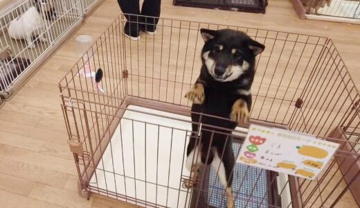 保護犬をお迎えしようかと譲渡会場に行ったら…こんなこともあるんですね