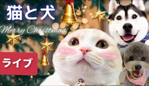 猫と犬まんまるクリスマスライブ配信