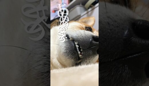 犬の悩みを解決してみた #犬 #柴犬 #shibainu