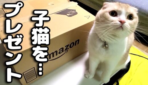 猫と犬に新しい子猫をサプライズしてみたらこうなっちゃいました…