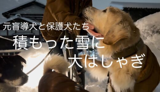 雪降る中、みんなでお散歩。#盲導犬卒業#保護犬#ゴールデンレトリバー