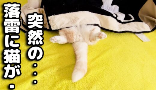 突然の落雷に怖くて猫がまさかこうなっちゃいました...