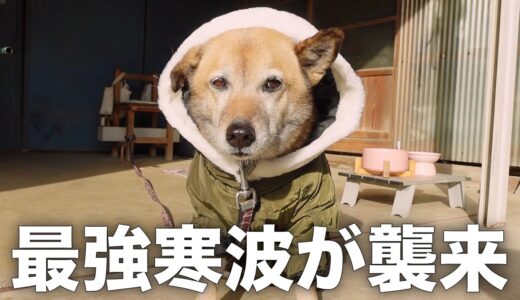 長年外飼いだった雑種犬コロちゃんが10年に一度の寒波でこうなりました