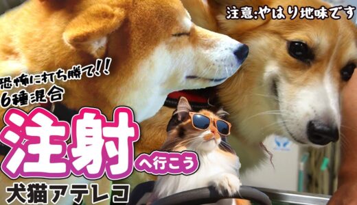 【犬猫アテレコ】おとなしい犬の6種混合ワクチン接種【フォークリフトの歌】