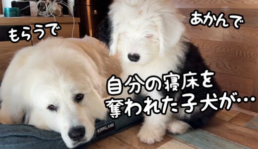 【可愛い】自分のベッドを超大型犬に奪われても怒るどころか一緒に寝ちゃう子犬が天使すぎた…！｜グレートピレニーズ＆オールドイングリッシュシープドッグ