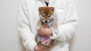 【ご報告】新しい家族ができました。【生後50日の柴犬】