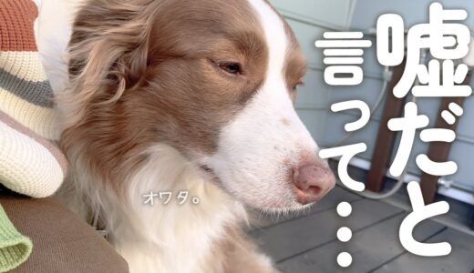 トリミングだと知りこの世の終わりみたいな顔で絶望する犬・・・【ボーダーコリー・オーストラリアンシェパード】