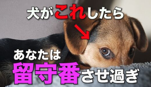 【知らないとヤバい】留守番しすぎの犬が見せる助けてのサイン4選