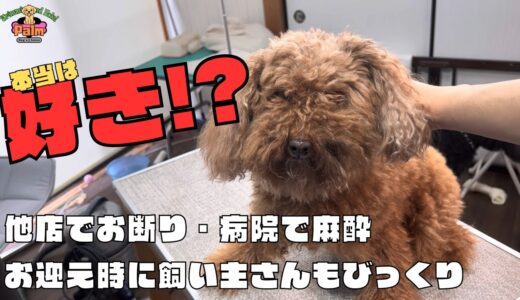 初来店のトイプードル「キュンくん」をトリミング！！噛み犬？