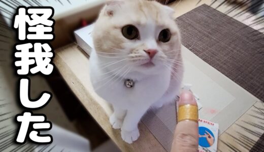 噛まれて怪我しちゃた時の猫と犬の対応がこちらです...