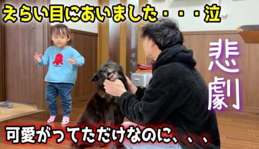 甲斐犬一休を可愛がってたら、えらい目にあいました・・・泣