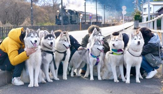 【日光】7頭のハスキー犬とお泊まり会したら騒がしくて最高だった・・・笑　【シベリアンハスキー】