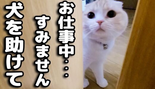 猫が犬の異変に気づき知らせにきたのでついて行くと...