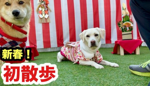 新春初散歩で先住犬にぴったりマークする保護子犬