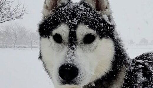 大雪で犬が散歩に限界を感じ別人になって帰宅。