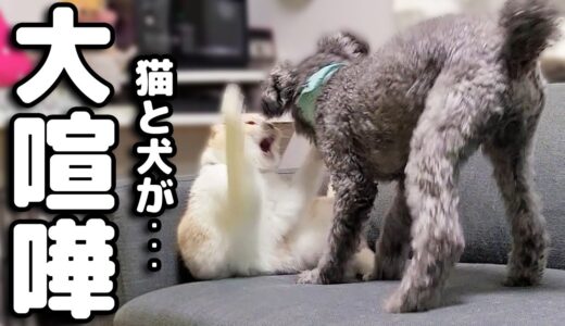 猫と犬が大揉めして大喧嘩しちゃいました...