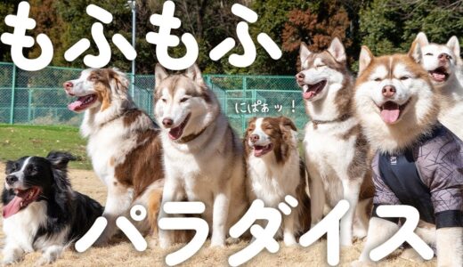 仲良しな大きい犬達が集まったらほんわかで楽しすぎました😂【ボーダーコリー・オーストラリアンシェパード・シベリアンハスキー】