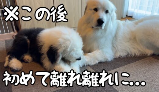 【感動】初めて超大型犬と離れ離れになったら生後3ヶ月の子犬が泣いちゃいました…｜グレートピレニーズ＆オールドイングリッシュシープドッグ