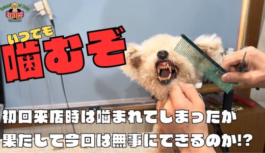 噛み犬トリミング２回目トイプードルのカンタくん！噛みつかせないぞ〜