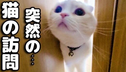 猫が緊急で訪問してきたので入れたらまさかの...